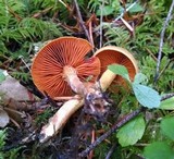 Cortinarius cinnamomeus image