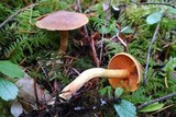 Cortinarius cinnamomeus image