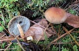 Hypholoma capnoides image