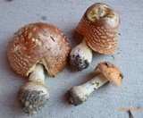 Amanita persicina image