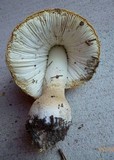 Amanita persicina image