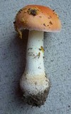 Amanita persicina image