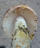 Amanita persicina image