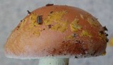 Amanita persicina image