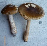 Amanita dulciarii image