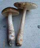 Amanita dulciarii image