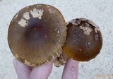 Amanita dulciarii image