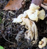 Helvella crispa image
