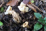 Helvella crispa image
