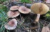 Lactarius hysginus image