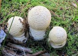 Amanita muscaria var. alba image