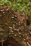 Panellus pusillus image