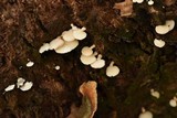 Panellus pusillus image