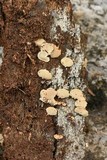 Panellus pusillus image