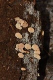 Panellus pusillus image