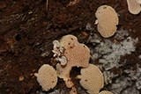 Panellus pusillus image