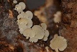 Panellus pusillus image