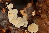 Panellus pusillus image