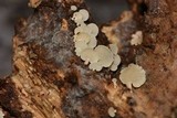 Panellus pusillus image