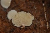 Panellus pusillus image