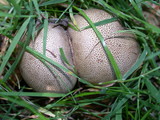 Scleroderma areolatum image
