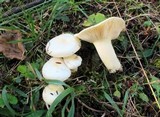Hygrophorus chrysodon image