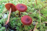 Cortinarius purpureus image