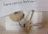 Leucocoprinus brebissonii image