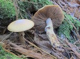 Cortinarius caperatus image