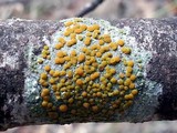 Caloplaca oregona image