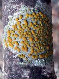 Caloplaca oregona image