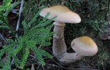 Armillaria solidipes image