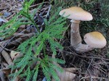 Armillaria solidipes image