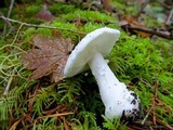 Amanita silvicola image