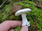 Amanita silvicola image