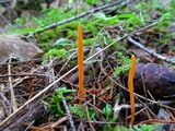 Clavulinopsis laeticolor image