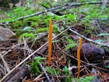 Clavulinopsis laeticolor image