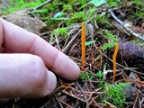 Clavulinopsis laeticolor image