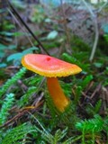 Hygrocybe miniata image