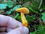 Hygrocybe miniata image
