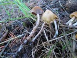 Psilocybe pelliculosa image