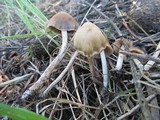 Psilocybe pelliculosa image