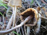 Psilocybe pelliculosa image