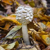 Chlorophyllum rachodes image