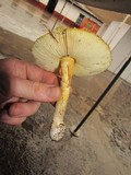 Amanita yema image