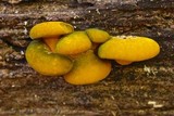 Sarcomyxa serotina image
