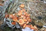 Hypholoma capnoides image