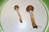 Hypholoma capnoides image