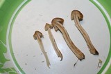 Hypholoma capnoides image