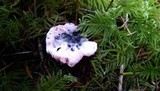 Hydnellum peckii image